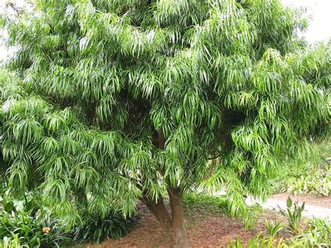 Cheap Fast Growing Privacy Trees Naturallist