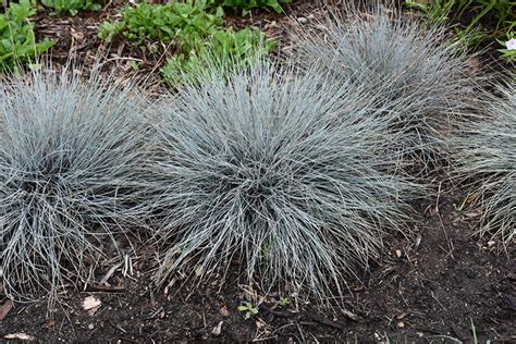 Blue Whiskers Blue Fescue Festuca Glauca Blue Whiskers In Milwaukee