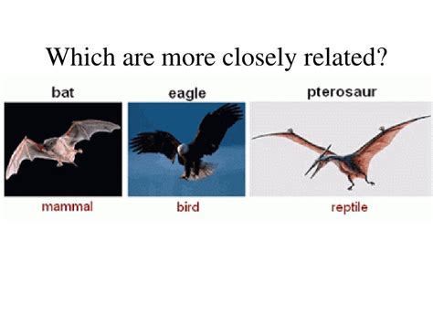 Ppt Lesson 3 Phylogeny And Modern Taxonomy Powerpoint Presentation