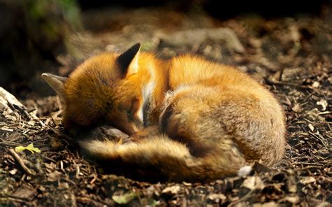 Sleeping Fox Wallpaper 1920x1200 14242