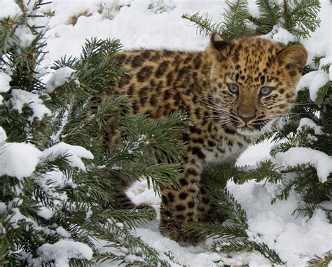 Little Critterz Animal Profile Amur Leopard
