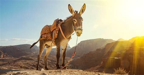 Why Did Jesus Ride A Donkey Into Jerusalem The Triumphal Entry