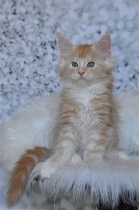 At alluring sphynx kittens, you can get the sphynx kittens for sale at the best prices. Available Maine Coon Kittens for Sale - Maine Coon Kittens ...