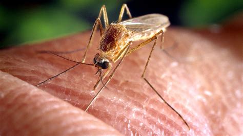 Culex Mosquitoes And Zika Virus Infection Nah Speaking Of Medicine