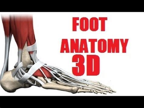 Foot Muscles Anatomy part 1/2 - YouTube