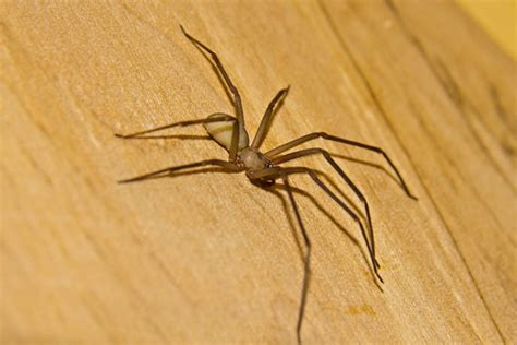 Viral Viral It Was A Venomous Brown Recluse Spider Inside A Womans