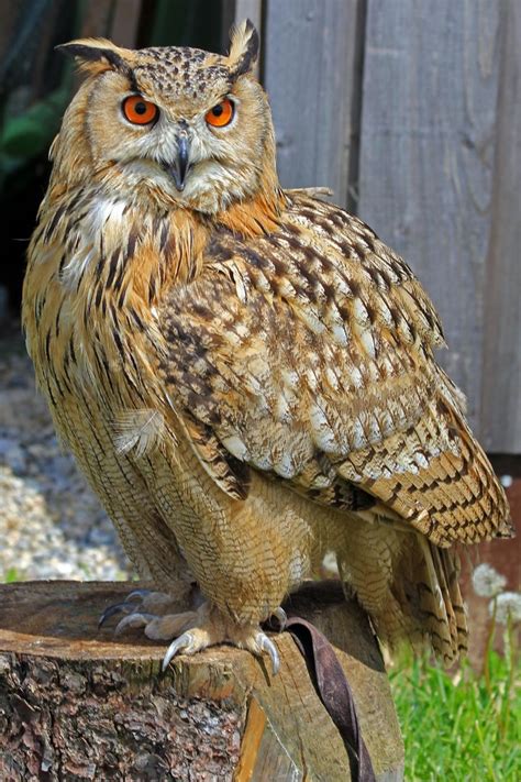 Eule Owl Photos, Owl Pictures, Owl Bird, Pet Birds, Reptiles, Mammals