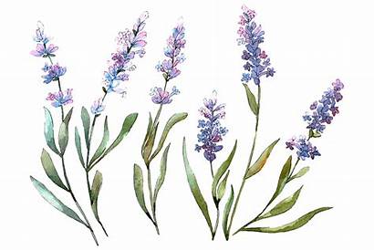 Lavender Watercolor Clipart Bouquet Idyll Mystocks Graphic