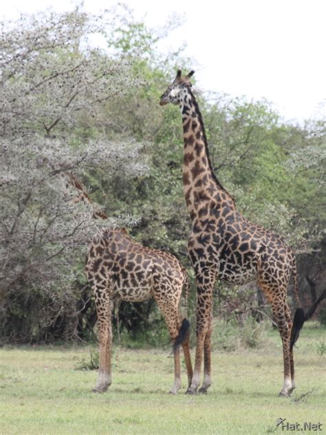 Giraffe Couple Giraffes Of Serengeti Story Of Africa