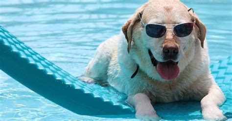 Pets And Pools 3 Tips To Keep Them Safe