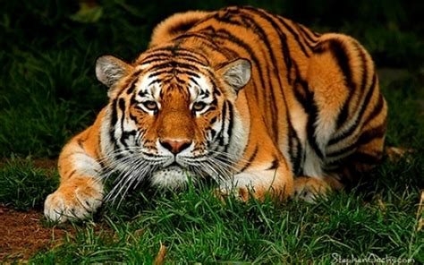 Pictures Top 10 Tiger Tiger Wallpaper Top Ten Wild Animal