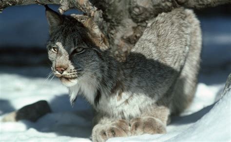 Canadian Lynx In Snow