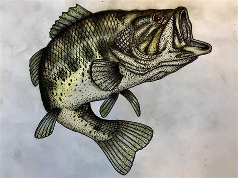 Almost Done With A Largemouth Bass Painting Fishing