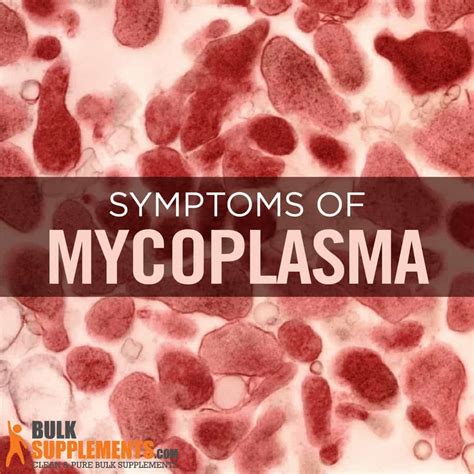 Mycoplasma Infections Symptoms Bacteria Species And Treatment