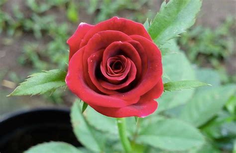 12 Tips Menanam And Merawat Bunga Mawar Di Pot Polybag Agar Cepat
