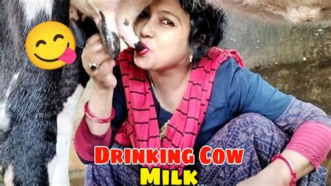 cow milking women drinking cow milk village life vlog jaya ghosh youtube