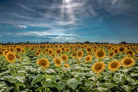 Bill Fales Photography Kansas Views Kansas Sunflowers
