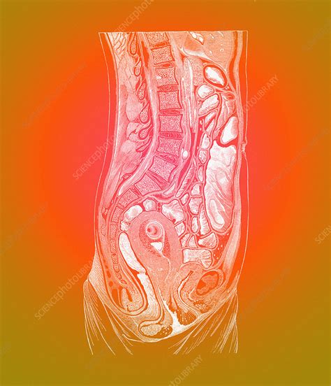 Anatomy of internal organs male. Female abdominal anatomy - Stock Image - N380/0009 ...