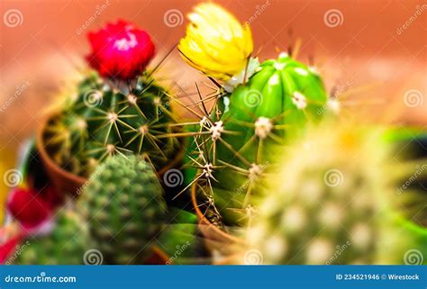 Close Up Shot Of Cactuses Flowering With Red And Yellow Flowers Stock