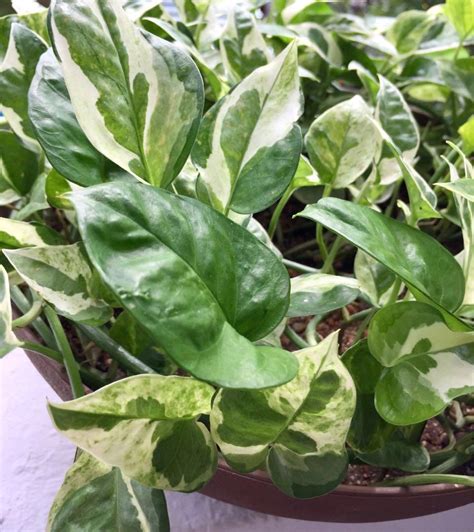 ☘️ Lovely Variegated Money Plant Njoy Pothos In Broad Shallow Brown