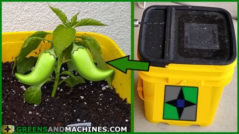 Growing Peppers In 5 Gallon Buckets Container Gardening Youtube