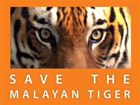 Be kind to tigers and have faith that you can finish the run on time. Save the Malayan Tiger CAT Walks, Aug-Sep 2019 - Cicada ...
