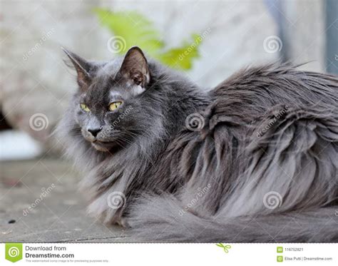Blue Norwegian Forest Cat Resting Stock Image Image Of