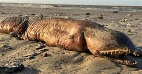 Sea Monster Or Alien Biologist Finds Mysterious Marine Creature On