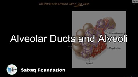 Alveolar Ducts And Alveoli Biology Lecture Sabaqpk Youtube