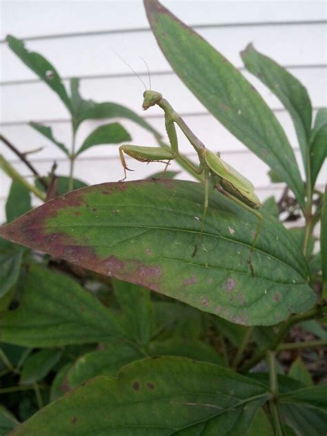 Praying Mantisis Plant Leaves Praying Mantis Plants