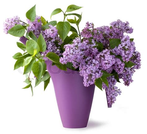 Guagb artificial fake flowers silk plastic plant arrangement for home indoor outdoor garden wedding table vase decorations faux snapdragon flower,3 bouquets (lilac) 4.4 out of 5 stars. Bouquet of lilac flower | Stock image | Colourbox