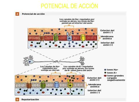Membrana Celular Generalidades De La Membrana Celular De Las Neuronas