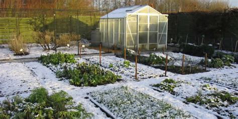 Winter Gardening Tips Best Winter Crops And Cold Hardy