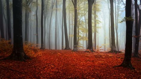 Wallpaper 2560x1440 Px Branch Fall Forest Leaves Mist Nature