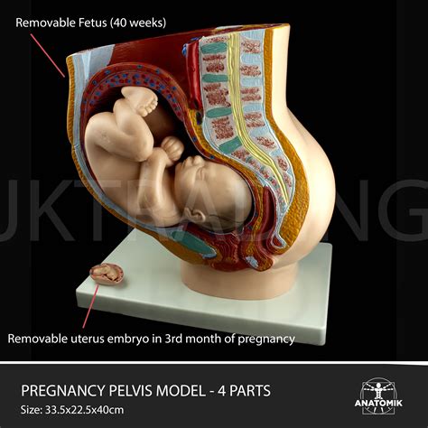 Anatomy Models Female Pelvis Section Pregnancy Pelvis 4 Parts OBGYN