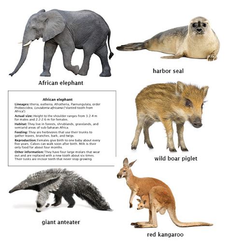 Diversity Of Mammals Big Picture Science