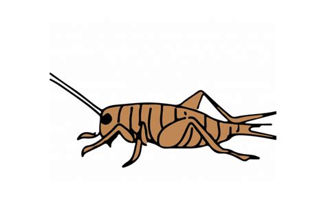 Cricket Bug Drawing
