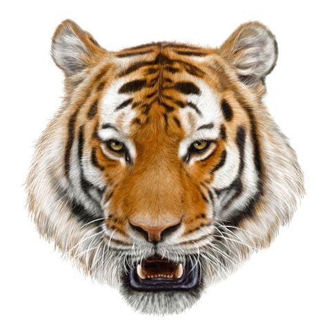 Premium Vector Tiger Head Hand Draw And Paint Color On White Background