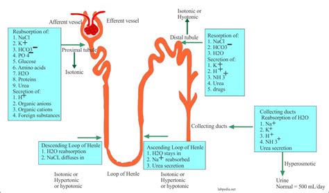 Camel urine treatment was found to cause a significant cytotoxic effect in the bone marrow cells of mice. Urine Analysis: Part 1 - History of Urine, Urine ...