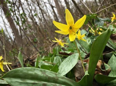 13 Of Michigans Prettiest Spring Wildflowers