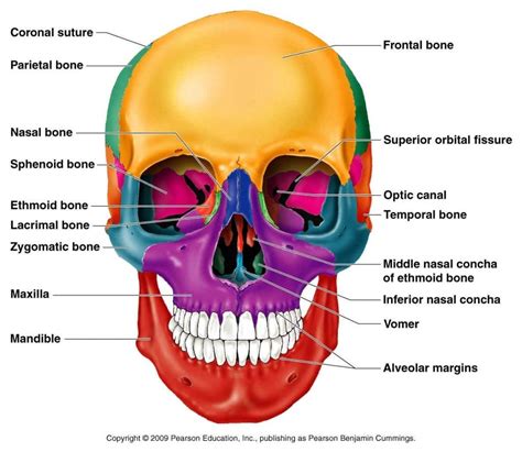 Head And Neck Anatomy Slide Set