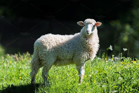 Pet Animals Sheep Anna Blog
