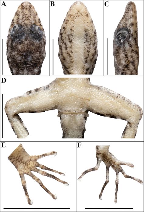 Cnemaspis Mundanthuraiensis Sp Nov Holotype Nrc­aa­1175 A Dorsal Download Scientific