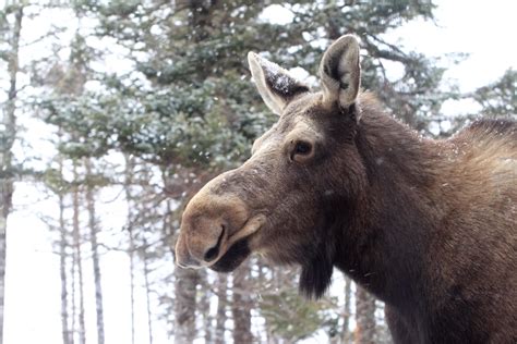 Maritime Moose Sex Project Gets Important Land Donation Ctv News