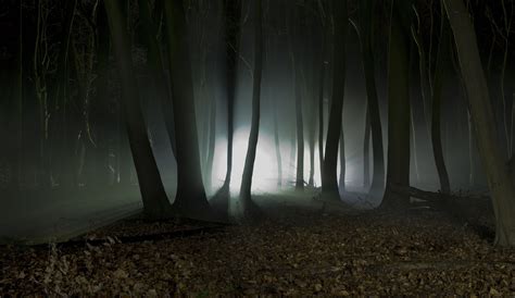 Dark Forest With Shafts Of Light Funny Pinterests Night Forest