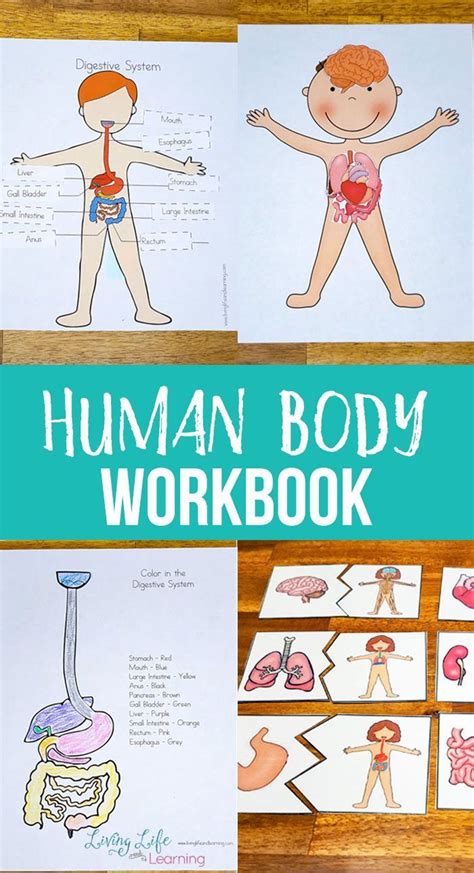is your child asking questions about their body have fun