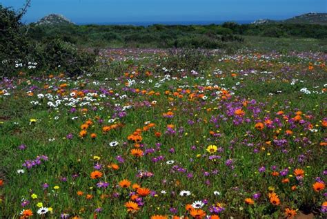 A Natural Wonder Of Wild Flowers