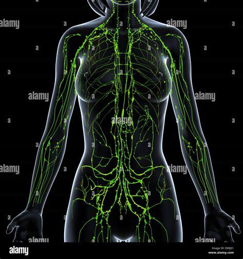 Lymphatic System Of Female Body Anatomy In X Ray Form Stock Photo