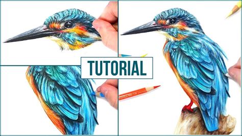How To Draw A Realistic Bird