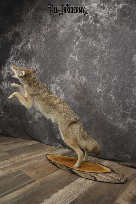 Full Body Coyote Taxidermy Mount For Sale Sku 1963 All Taxidermy